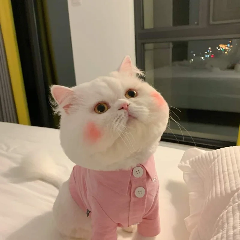 Avatar mèo cute ngầu thể hiện sự cá tính và đáng yêu