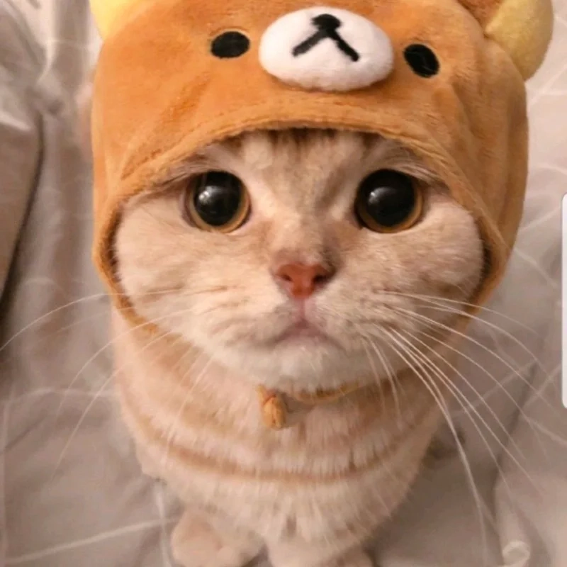 Ảnh avatar con mèo dễ thương cho những ai yêu thích mèo