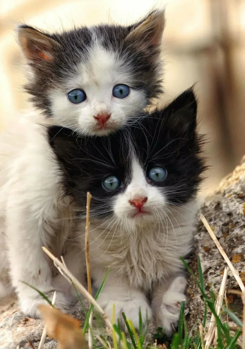 Avatar đôi mèo cute thể hiện tình bạn và sự gắn kết