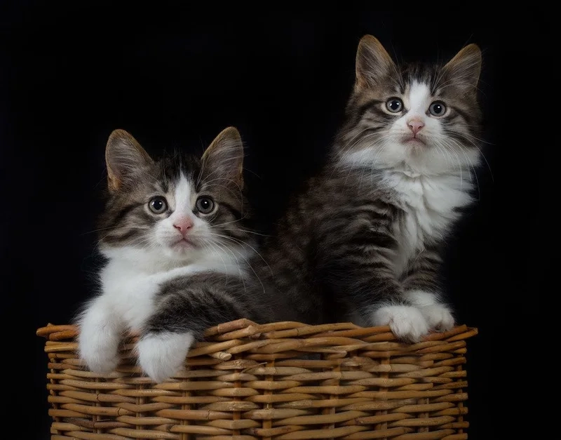 Avatar đôi mèo bựa mang lại sự hài hước và vui nhộn