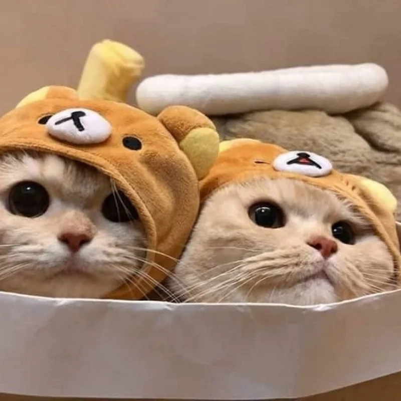 Mèo avatar đôi mang đến sự dễ thương cho cặp đôi