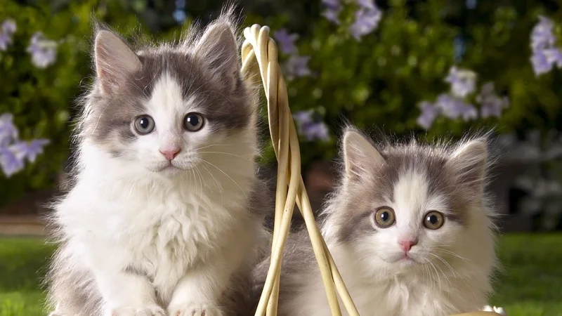 Avatar mèo đôi hình trái tim thể hiện tình yêu ngọt ngào