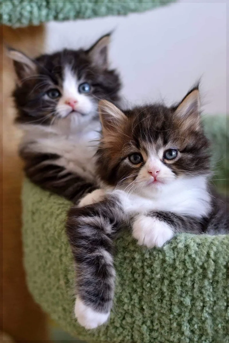 Avatar cặp đôi ảnh mèo cute cho những ai yêu thích sự dễ thương