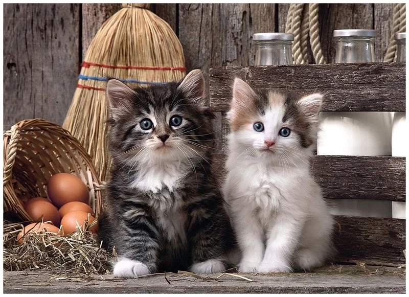 Hình avatar mèo mang đến sự dễ thương và gần gũi cho trang cá nhân