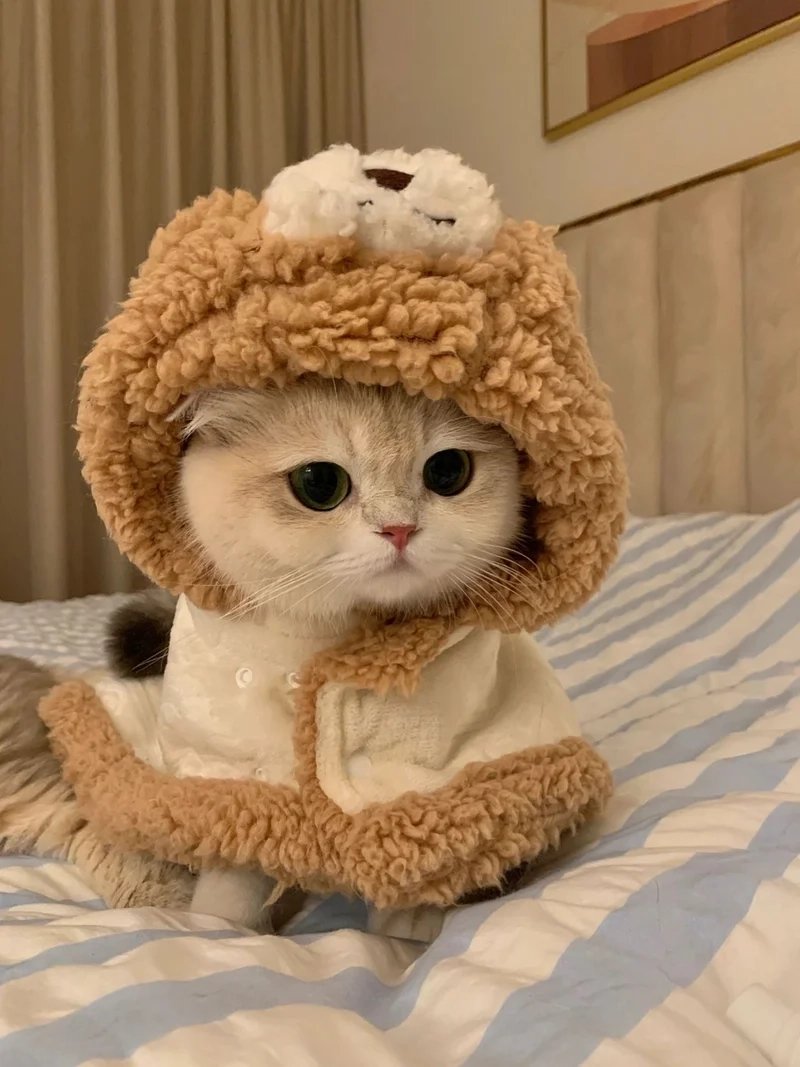 Avatar meme hài mèo tạo không gian sống động và thú vị