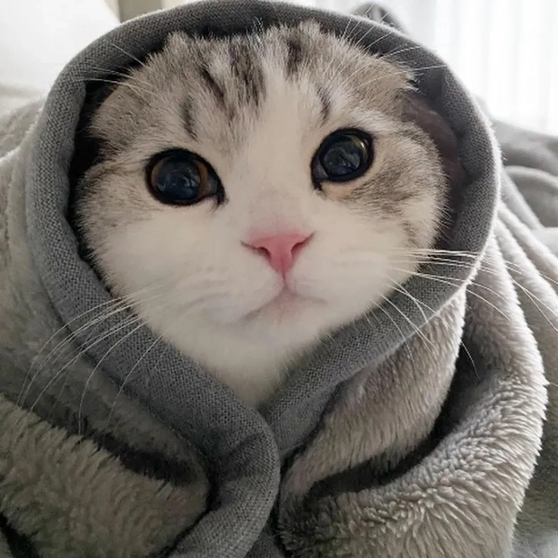 Avatar mèo cute ngầu mang lại sự dễ thương và thu hút