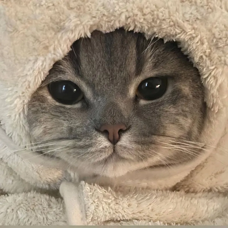 Avatar mèo ngầu anime tạo cảm giác sống động và nghệ thuật