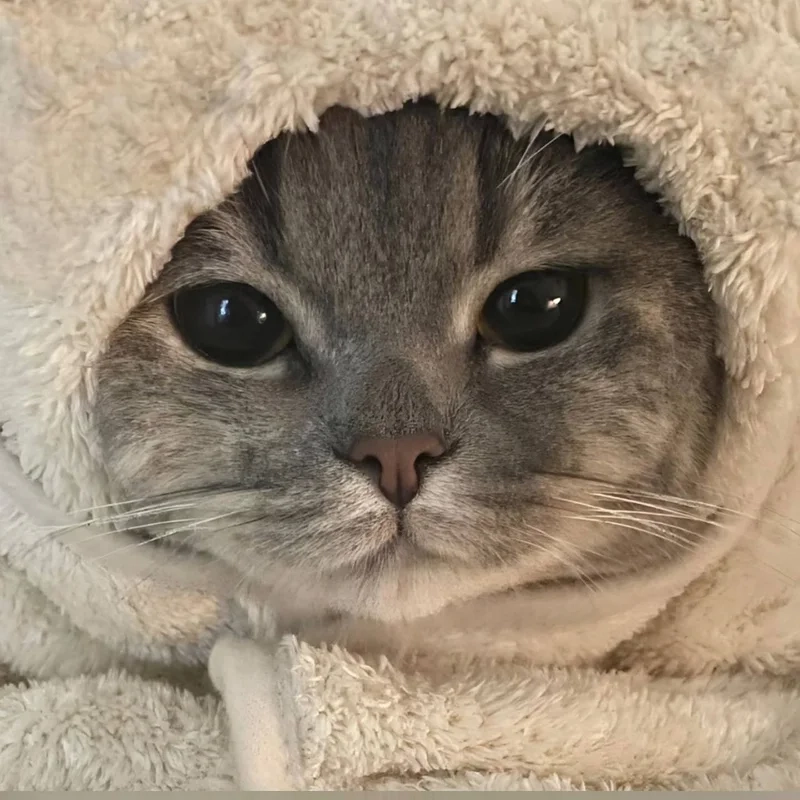 Avatar vô tri cute mèo mang lại sự dễ thương và ngộ nghĩnh