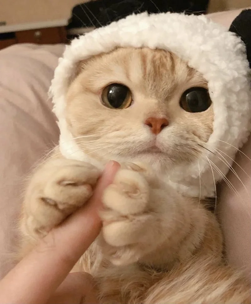 Vô tri avatar ảnh mèo cute giúp bạn thể hiện phong cách riêng