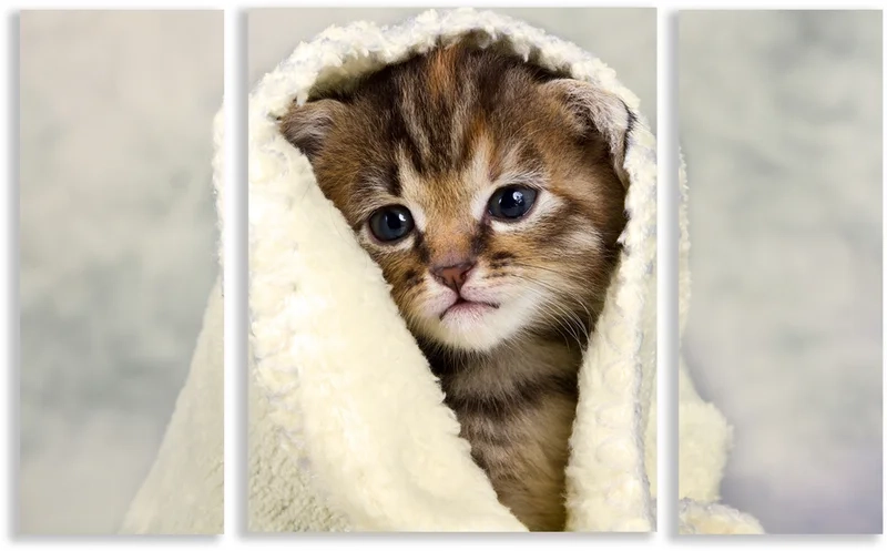 Avatar mèo vô tri meme cho những ai yêu thích sự hài hước