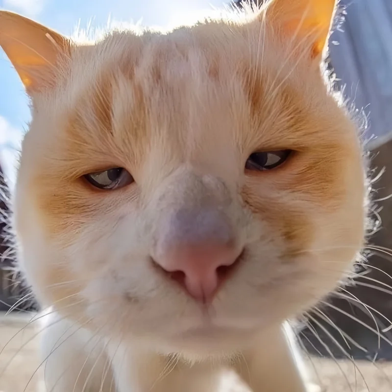 Ảnh avatar mèo vô tri giúp bạn thể hiện sự vui nhộn