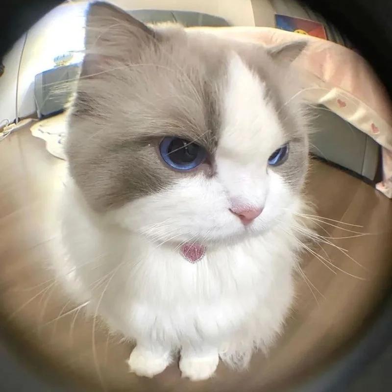 Avatar mèo vô tri cute mang lại sự dễ thương cho trang cá nhân