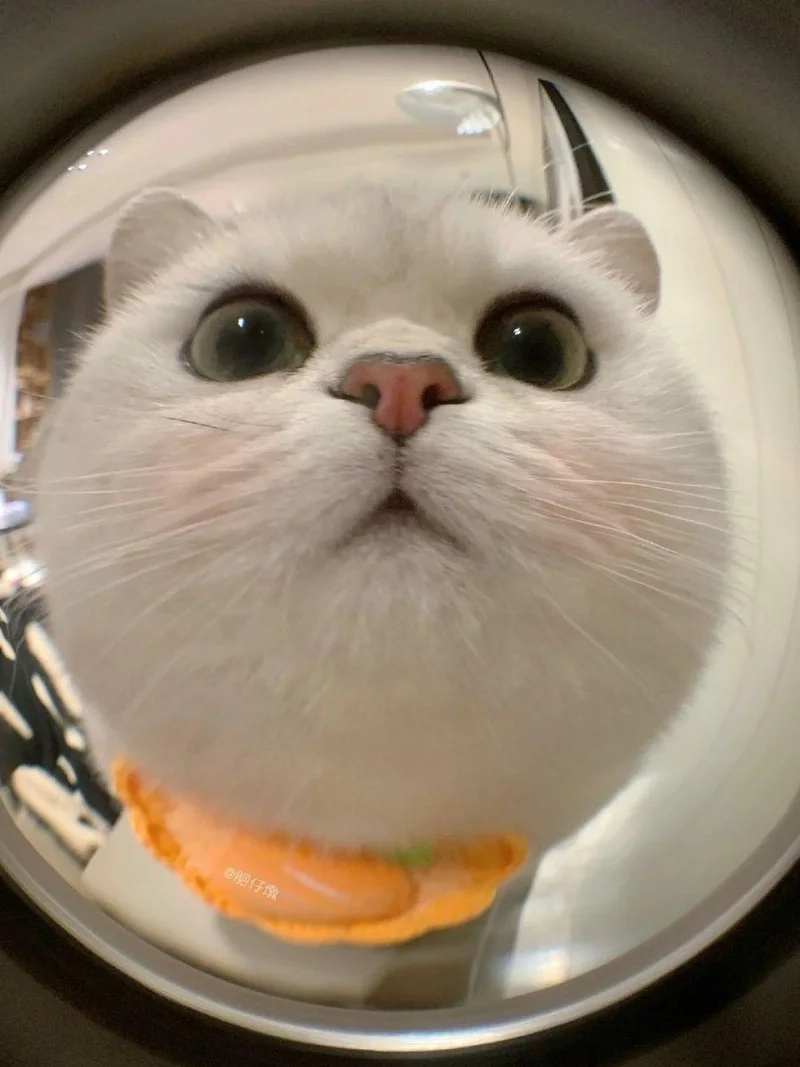 Avatar vô tri mèo khóc thể hiện cảm xúc sâu sắc và hài hước