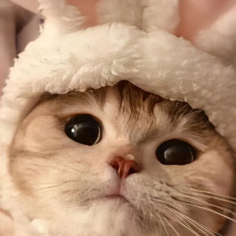 Hình avatar mèo vô tri mang đến sự vui nhộn và đáng yêu