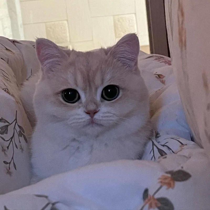 Tạo meme avatar vô tri mèo để mang lại tiếng cười cho bạn bè