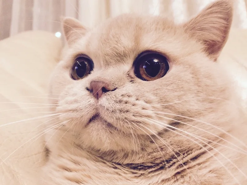 Khám phá dễ thương avatar mèo vô tri để thể hiện sự đáng yêu