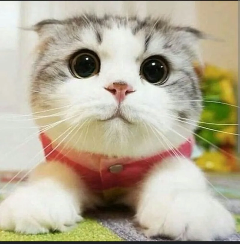 Khám phá avatar vô tri con mèo để thể hiện tình yêu với thú cưng