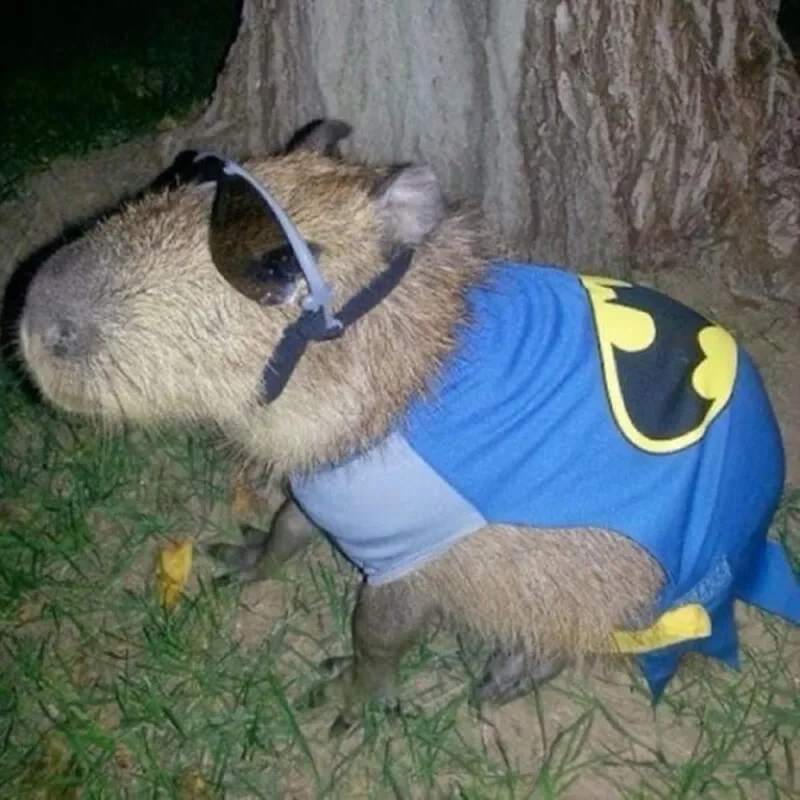 Capybara ngoại giao mang lại những khoảnh khắc hài hước không thể quên