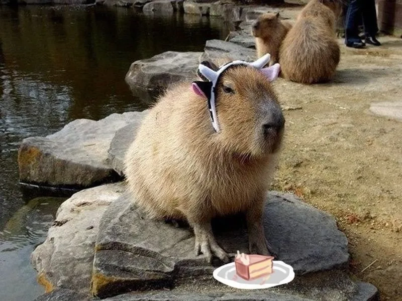 Capybara capybara meme khiến mọi người không thể nhịn cười với sự dễ thương