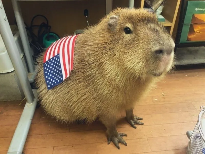 Capybara driving meme thể hiện sự hài hước trong những tình huống bất ngờ
