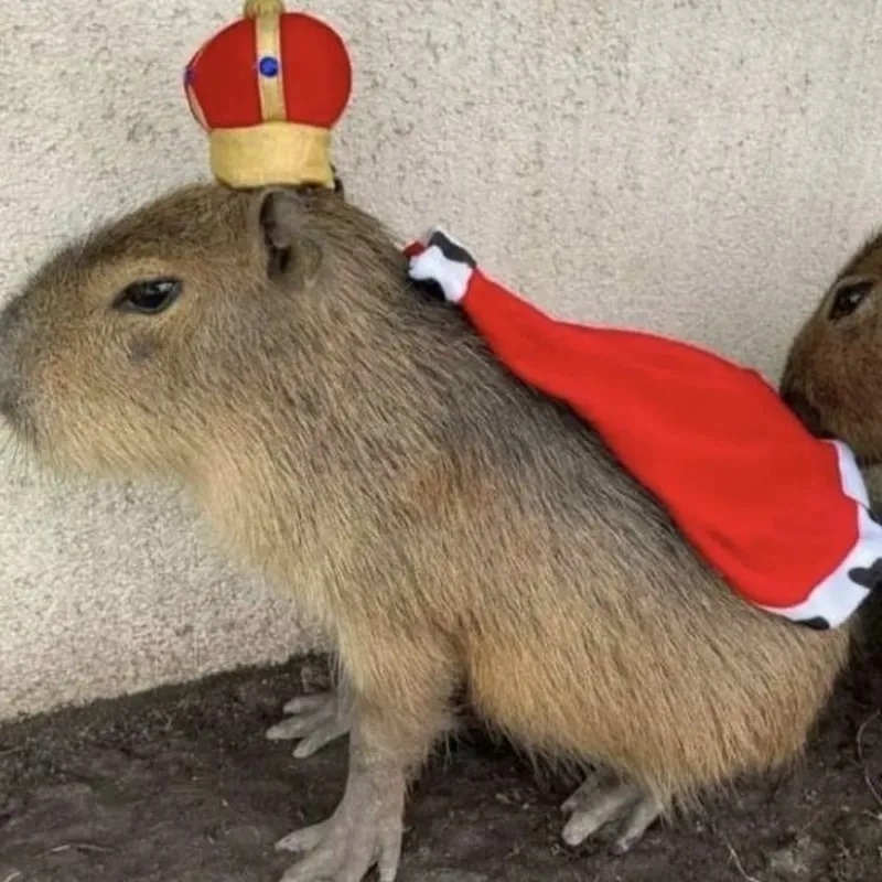 Capybara eating watermelon meme mang lại những khoảnh khắc vui vẻ cho người xem