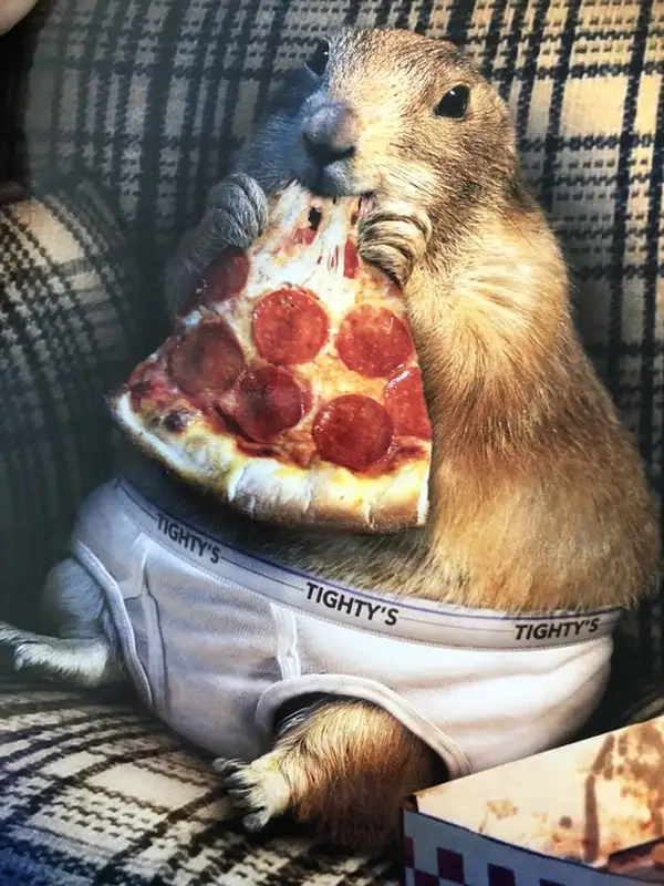 Capybara meme bot mang lại những khoảnh khắc vui vẻ cho người xem