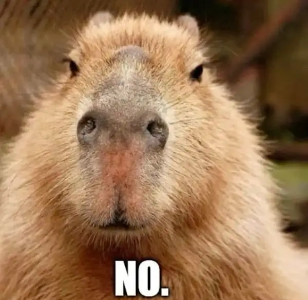 Capybara meme coin mang lại tiếng cười cho những ai yêu thích hài hước