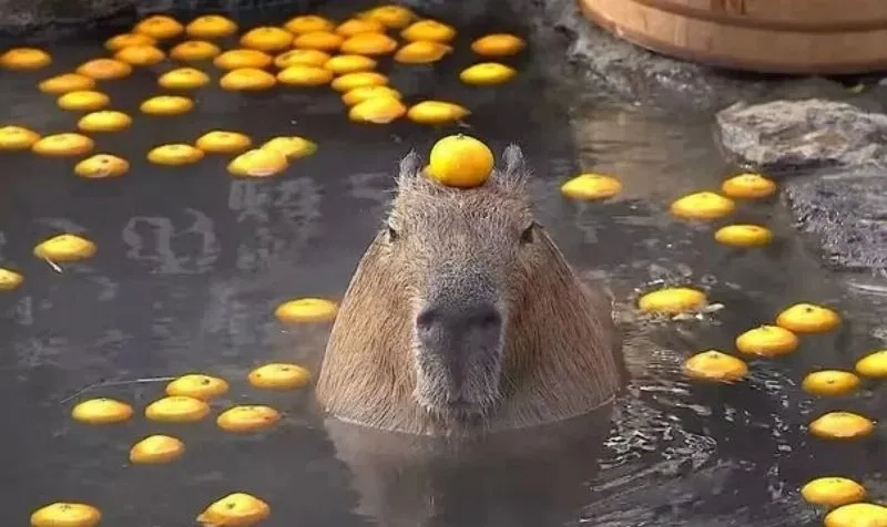 Ảnh capybara meme cute mang lại những khoảnh khắc dễ thương không thể quên