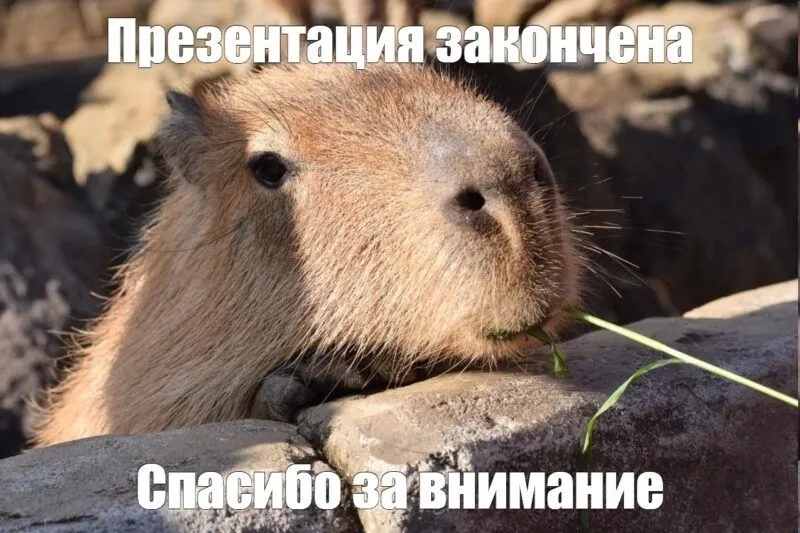 Capybara meme cute thể hiện sự dễ thương trong từng khoảnh khắc