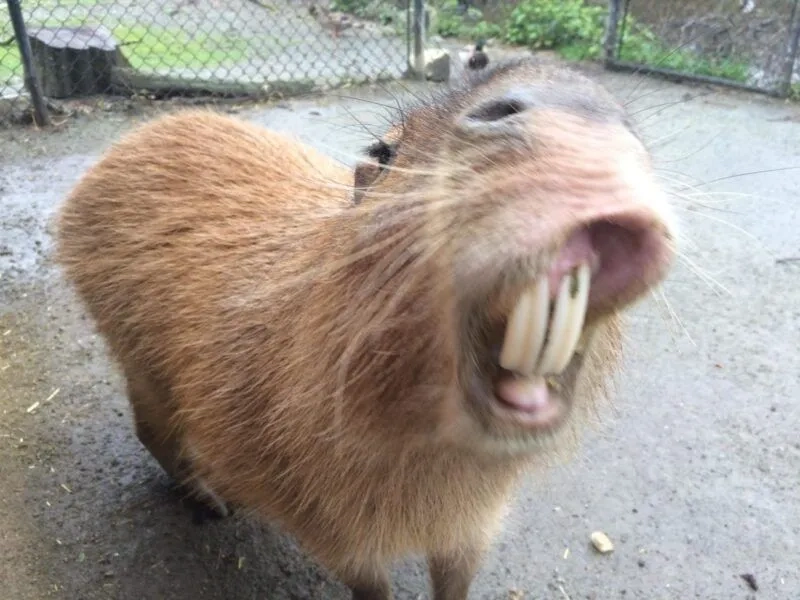Cute capybara meme khiến trái tim bạn tan chảy với sự đáng yêu