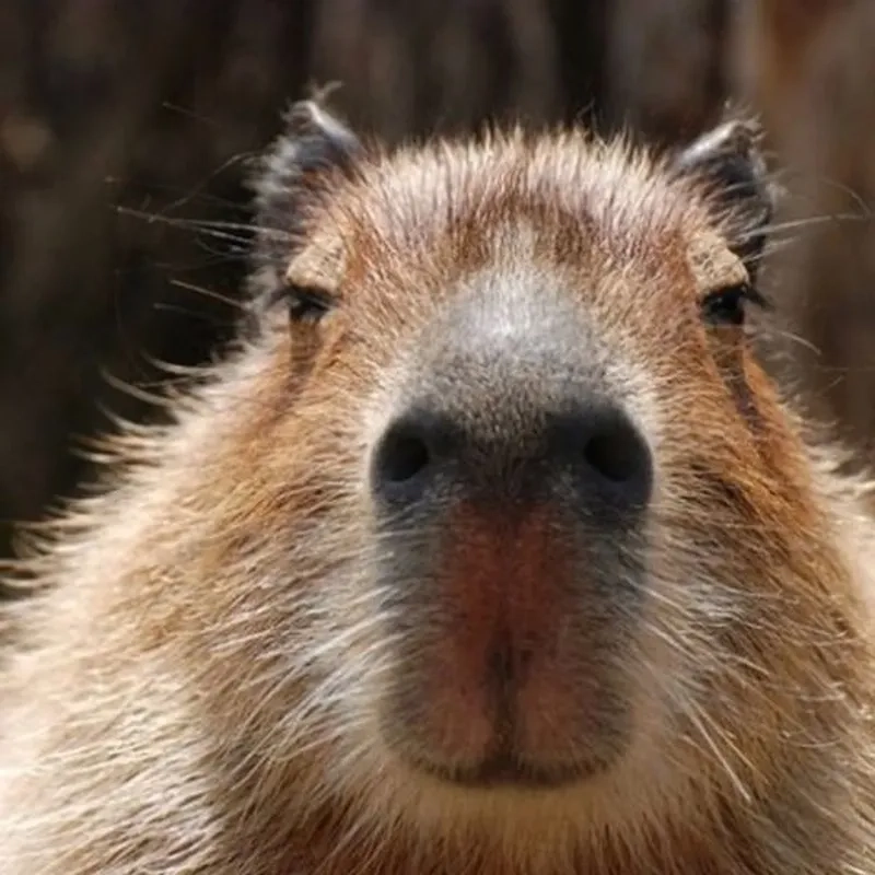 Meme capybara cầm dao mang lại tiếng cười cho những ai yêu thích hài hước