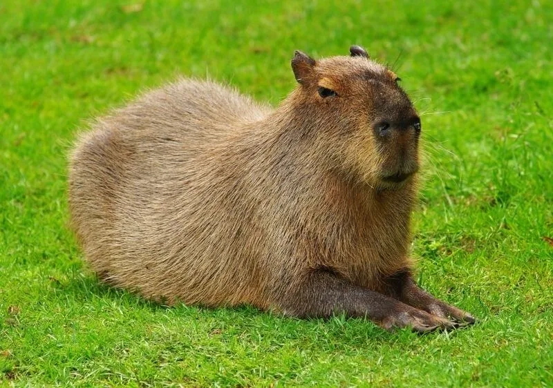 Hình ảnh capybara meme khiến bạn không thể không chia sẻ với bạn bè