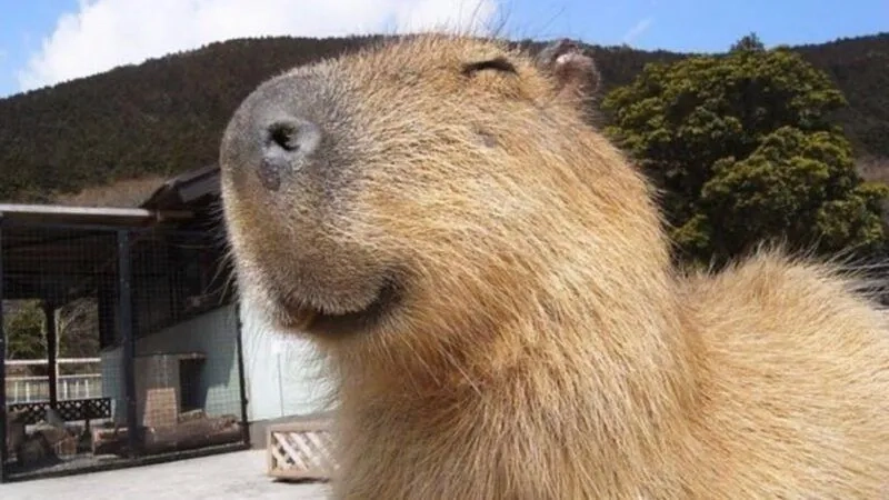 Hình nền capybara meme là lựa chọn hoàn hảo cho những ai yêu thích động vật