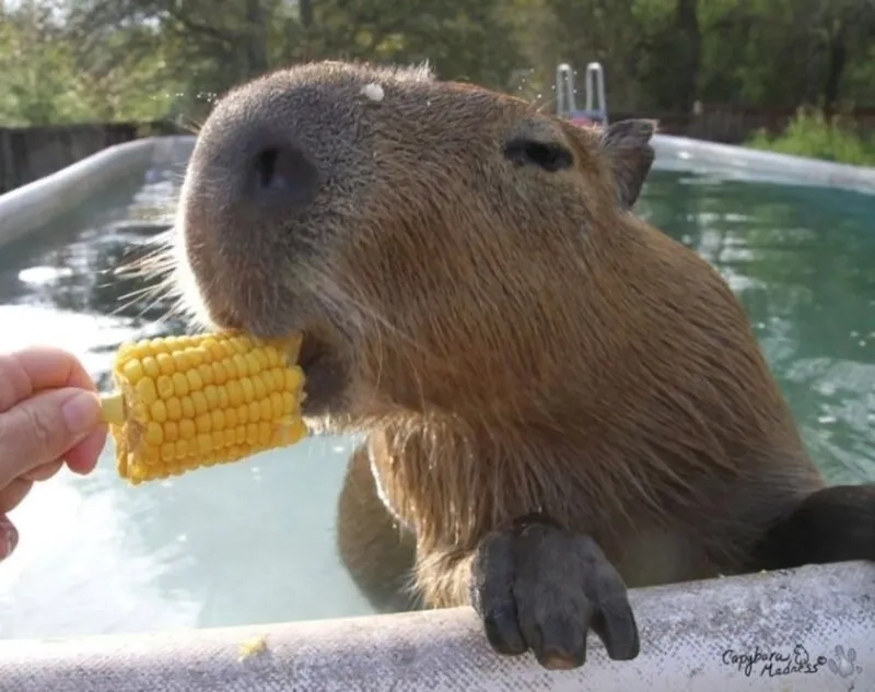 Meme capybara hồng khiến mọi người không thể nhịn cười với sự dễ thương