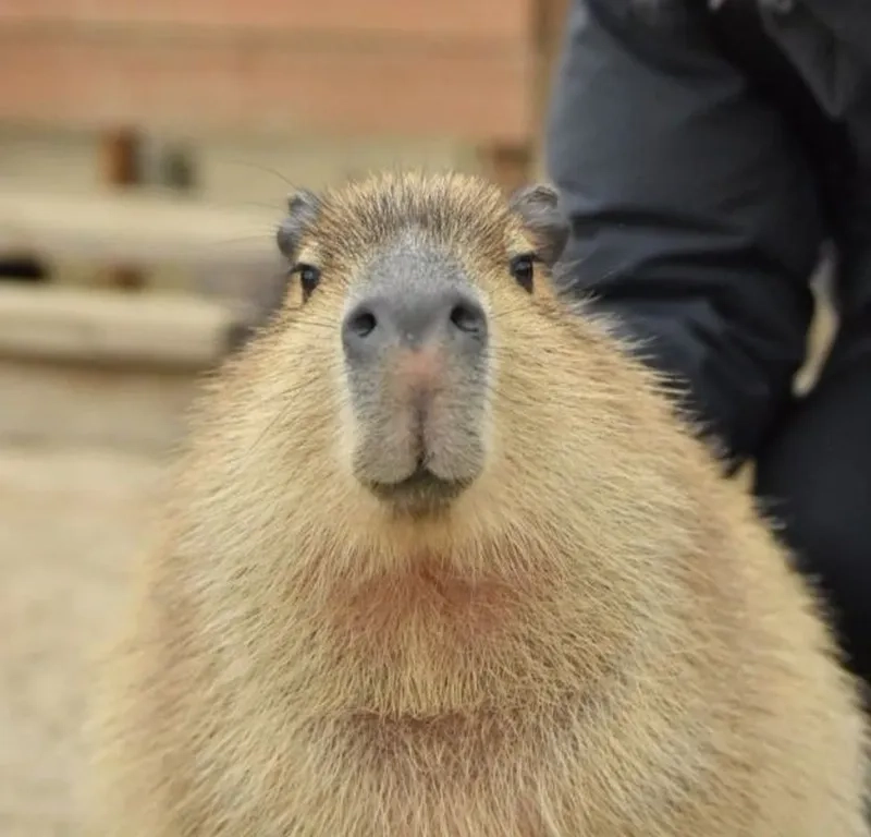 Meme capybara màu hồng thể hiện sự đáng yêu trong từng chi tiết