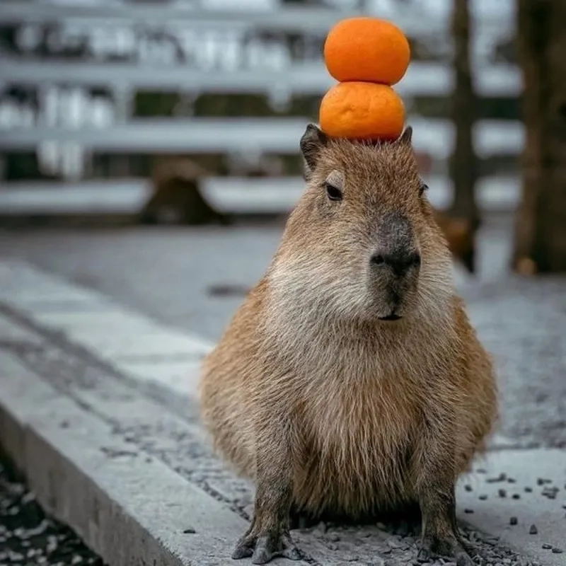 Hình capybara meme mang lại tiếng cười cho những ai yêu thích động vật