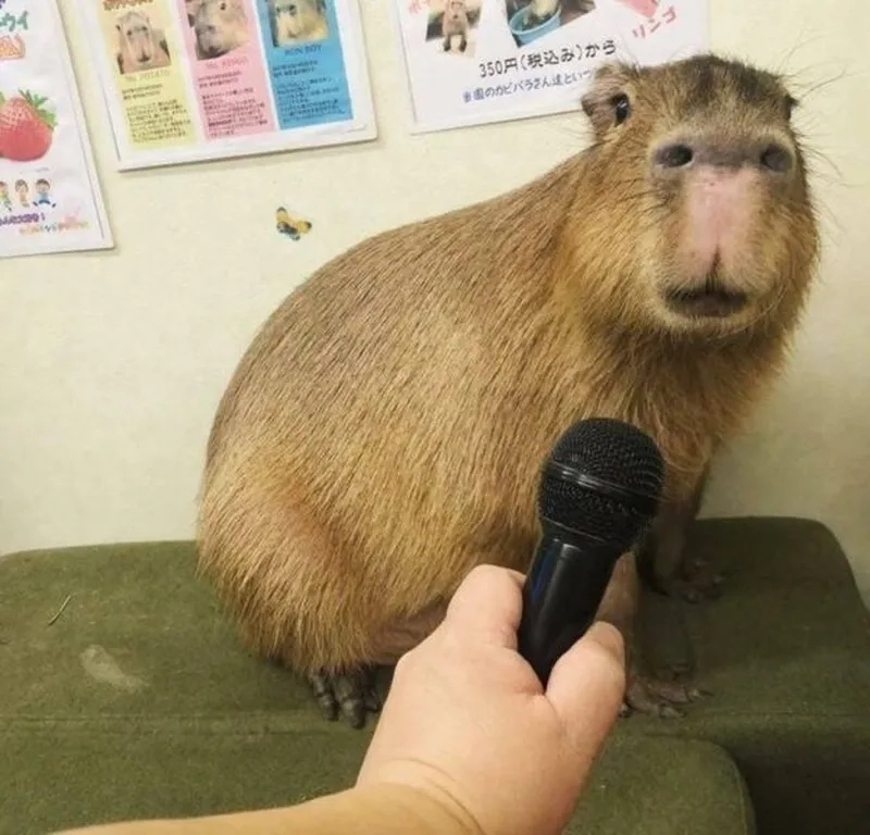 Meme capybara là hình ảnh quen thuộc trong thế giới meme