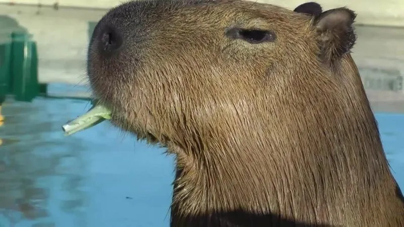 Ảnh capybara meme khiến bạn không thể không yêu thích sự dễ thương