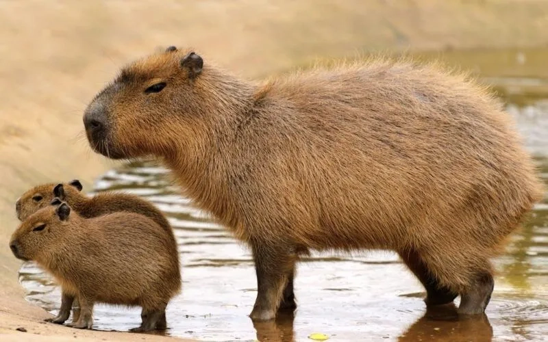 Con capybara meme mang lại những khoảnh khắc hài hước không thể quên