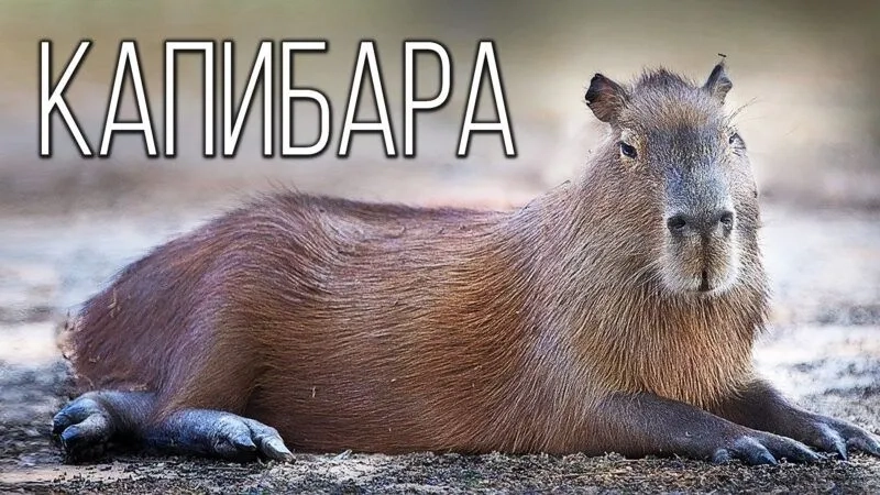 Ảnh meme capybara khiến bạn không thể không chia sẻ với bạn bè