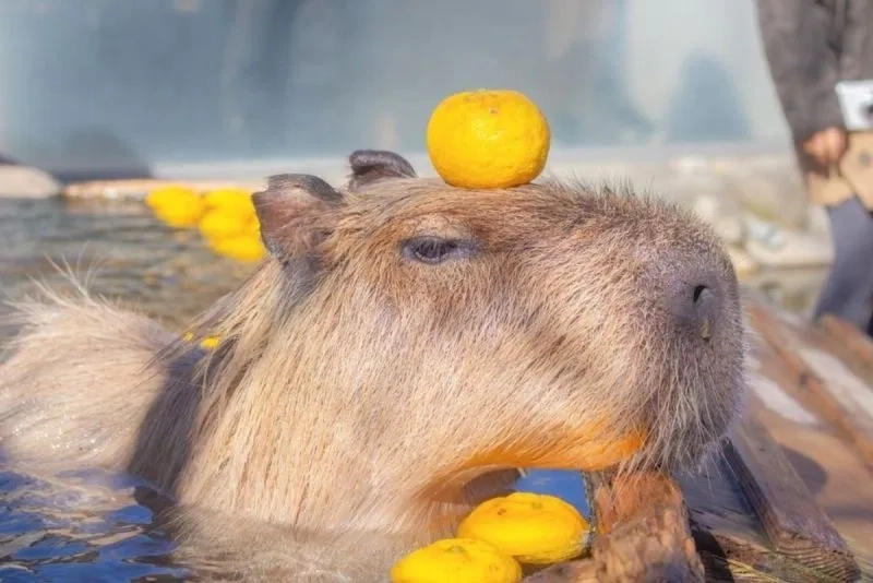 Capybara chuột lang nước meme thể hiện sự đáng yêu trong từng khoảnh khắc