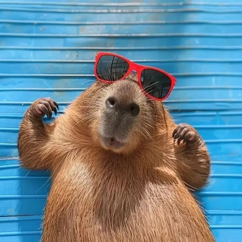 Meme capybara hét mang lại tiếng cười cho những ai yêu thích hài hước
