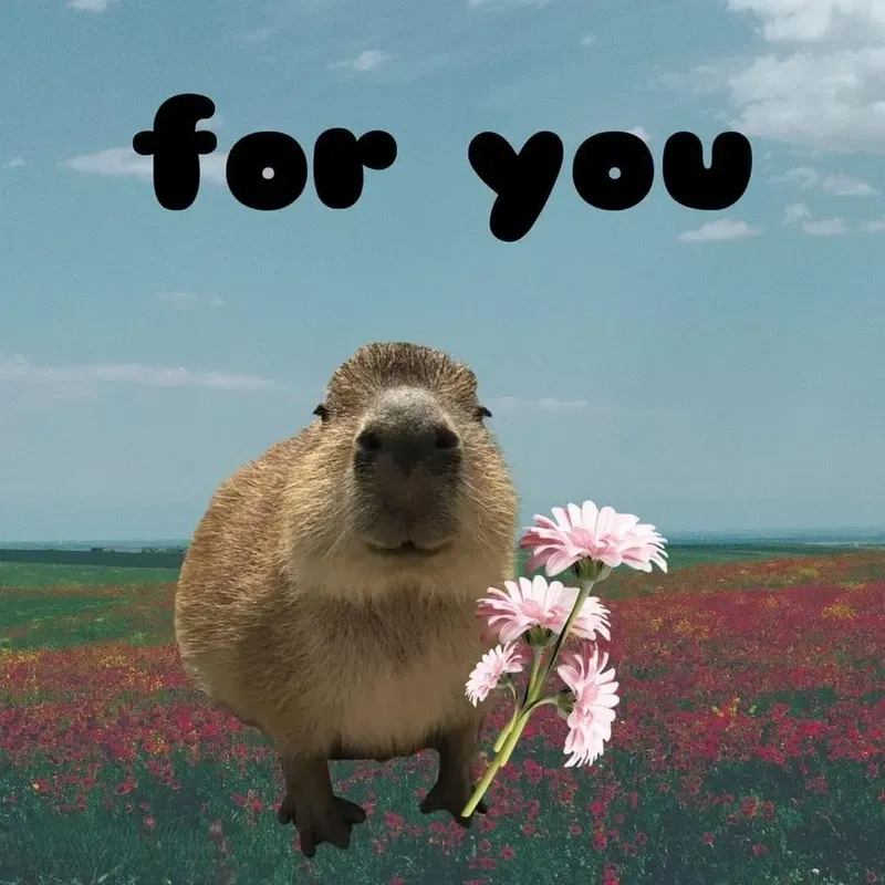 Capybara hồng meme khiến mọi người không thể nhịn cười với sự dễ thương