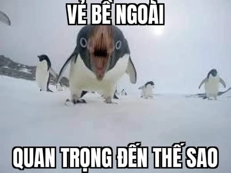 Meme cánh cụt vui vẻ mang lại sự dễ thương cho người xem