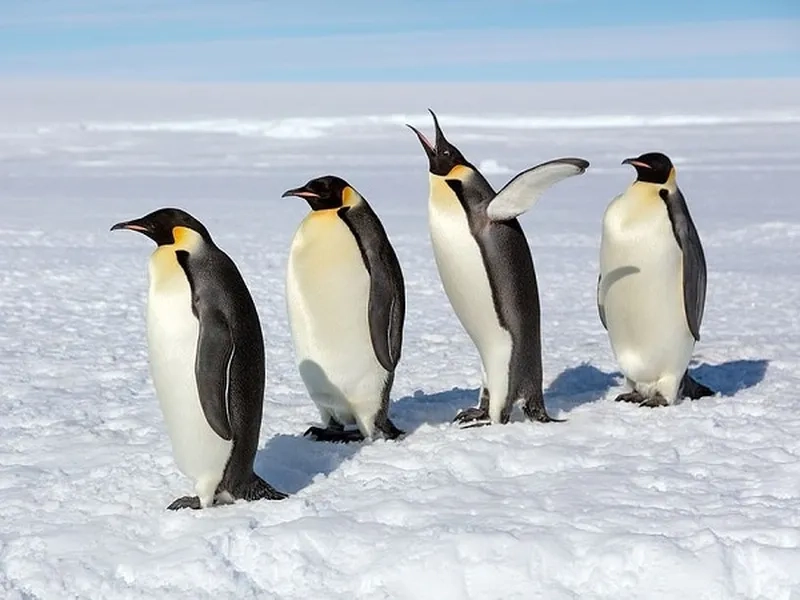 Chim cánh cụt gif mang lại sự dễ thương cho người xem