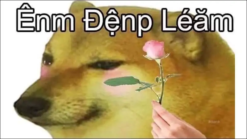 Hình nền chó shiba meme dễ thương cho điện thoại của bạn