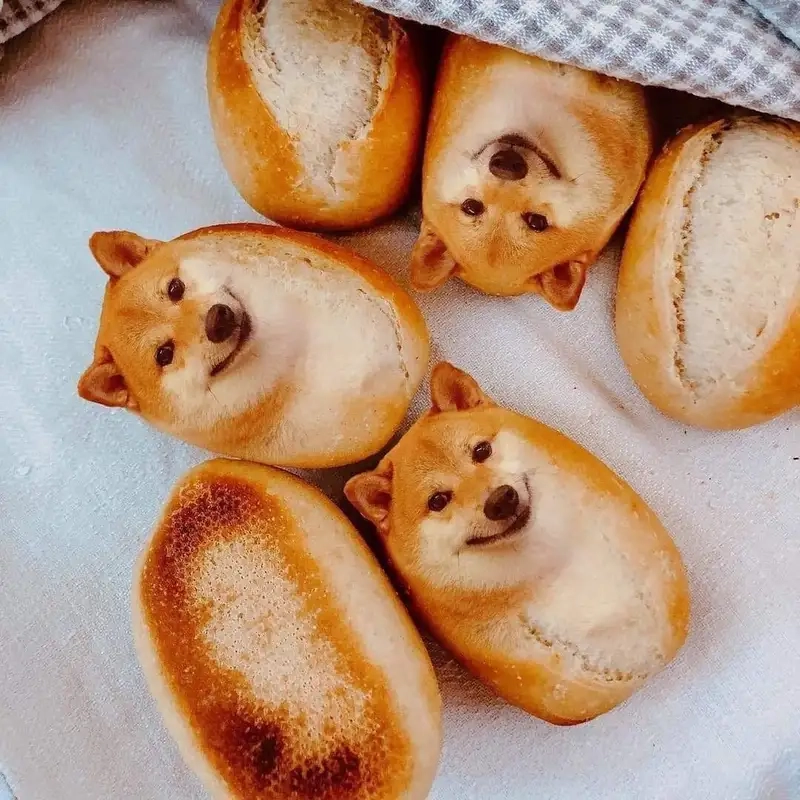 Doge shiba inu dog meme mang đến những khoảnh khắc thú vị