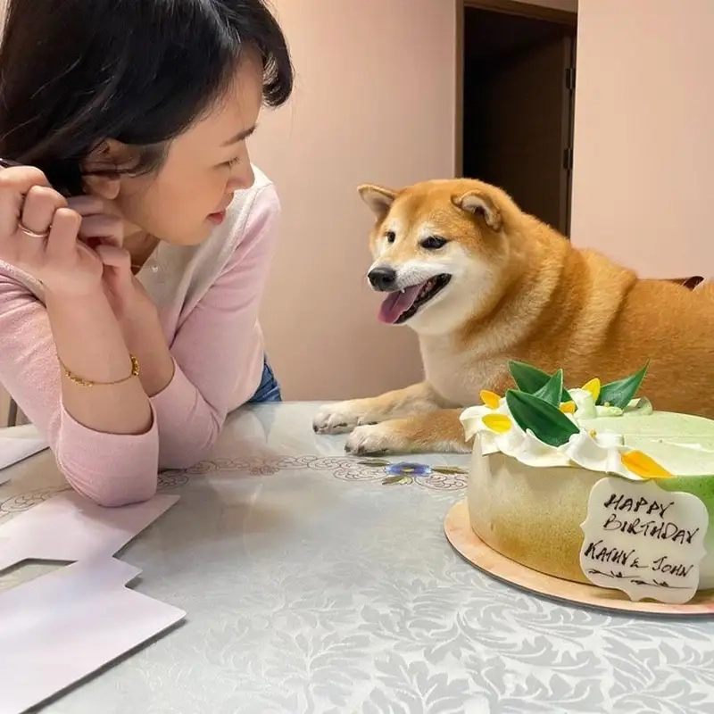 Shiba bonk meme hài hước khiến mọi người không thể giận lâu