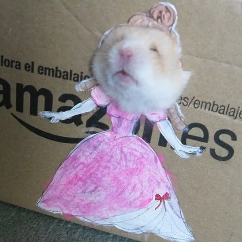 Meme hamster khiến bạn không thể không yêu thích sự đáng yêu