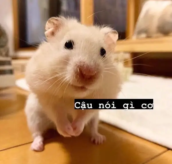 Chuột hamster meme mang lại sự dễ thương cho người xem